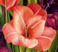 Gladiolus: îngrijire și cultivare. Sfaturi de la grădinari experimentați