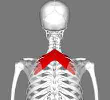 Principalele mușchi sunt: ​​mușchiul superior posterior