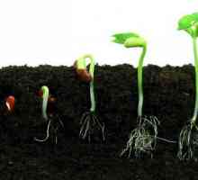 Principalele condiții pentru germinarea semințelor
