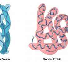 Proteine ​​globulare: structură, structură, proprietăți. Exemple de proteine ​​globulare și…