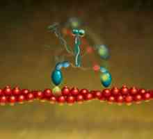 Proteine ​​globulare și fibrilare: caracteristici de bază