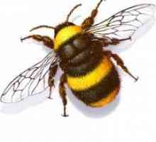 Cuibul de bumblebee: unde trăiesc bumblebe