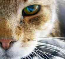 Ochii pisicii se estompează? Ce ar trebui să fac? De ce pisicile au ochi furiosi?