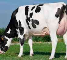 Rasa de vaca Holstein: caracteristica. Bovine de lapte