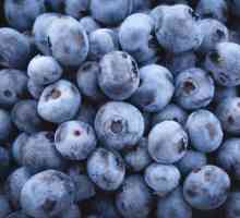 Blueberry Duke: o descriere a varietății și particularităților cultivării