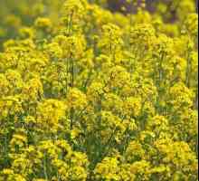 Mustard powder: aplicare în medicină și cosmetologie