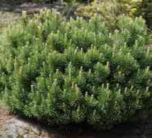 Munte de pin Mugus: plantare și îngrijire, reproducere, fotografie