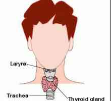 Larynx: funcții și structură. Funcțiile laringelui uman