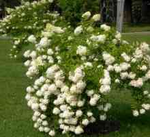 Hydrangea `Grandiflora` - un arbust luxuriant de înflorire pentru grădina dvs.
