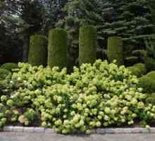 Hydrangea `litl lime` - note aromatice ale grădinii de toamnă