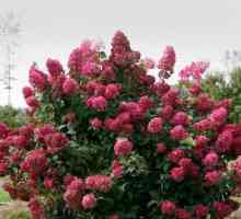 Hydrangea `wims roșu`: descriere, caracterizare, plantare și îngrijire pe teren…
