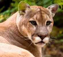 Puma grațioasă - un animal care știe să se ridice pentru el însuși