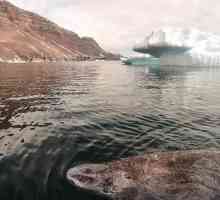 Greenland Polar Shark: descriere, caracteristici și fapte interesante