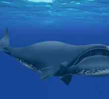 Balena Groenlandei este un mare gigant marin