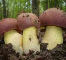 Ciupercă de ciuperci: o descriere a locului în care crește și când se recoltează