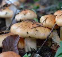 Ciuperci de ciuperci: descriere, specie. Hyperforest Riesfoot