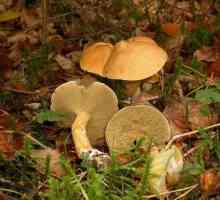 Ciuperca de ciuperci: descriere, habitat, valoare culinară