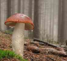 Ciupercă roșie-cap: delicatețe pădure