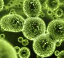 Infecția fungică: tipuri, cauze, simptome, diagnostic și tratament