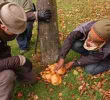 Locurile de ciuperci din regiunea Tula. Descriere ciuperci - fotografie