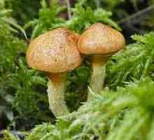 Ciupercile de ciuperci: beneficii și efecte negative, caloricitate și compoziție