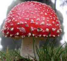 Ciuperci enumerate în Cartea Roșie a Rusiei (foto). Ciuperci rare din Rusia, enumerate în Cartea…