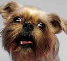 Griffon este un mic câine belgian. Descrierea rasei, caracteristicile și îngrijirea