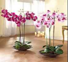 Solul pentru orhideea phalaenopsis, ceea ce este necesar?