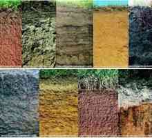 Sol: tipuri de soluri. Caracteristicile solurilor