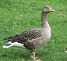 Goose gri mare. Creșterea și creșterea animalelor