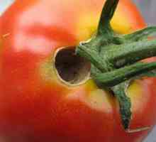 Hrănitorii pe tomate într-o seră: cum să lupți? Metode și metode eficiente de procesare