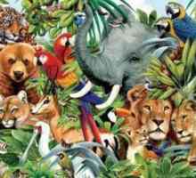 Caracteristicile regnului animal, semne de animale, habitat