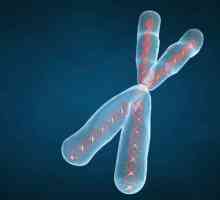 Compoziția chimică a cromozomului. Structura, funcțiile și clasificarea cromozomilor