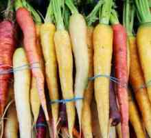 Compoziția chimică a morcovilor și valoarea lor nutritivă