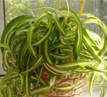 Chlorophytum curly: îngrijire la domiciliu, descriere și reproducere