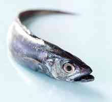 Hoki este peștele familiei Merluzienilor. Cum este util, poate fi dăunătoare pentru ea și cum să o…