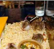 Hamster Dzungarian: reproducere în captivitate