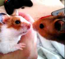 Hamsteri: rase, descrierea lor scurtă