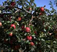 Miere Crisp, măr în timpul iernii: o descriere a soiului
