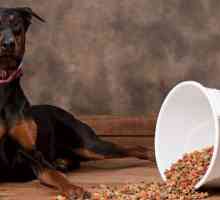 Хорошие и недорогие корма для собак: описание, производители