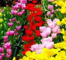 Vreți să știți de ce flori de diferite culori?