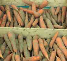 Depozitul de morcovi în pivniță în timpul iernii
