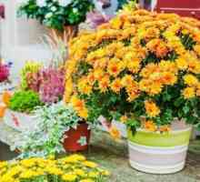 Chrysanthemum acasă: specii, plantare, îngrijire, boli și tratamentul lor