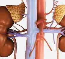 Boala renală cronică: clasificare, simptome, diagnostic și metode de tratament