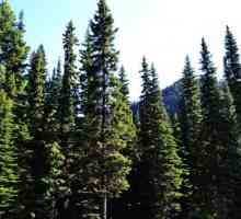 Pădurea de conifere - sursa de sănătate bună