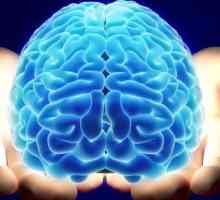 Hemostatic nucleul creierului: anatomie