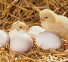 "Păsări perfecte" (incubatoare): instrucțiuni, avantaje și dezavantaje