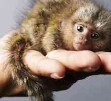 Igrinka - o maimuță mică cu ochi mari. Scurtă descriere a speciei