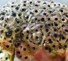 Frog Caviar: delicatețe, medicamente și corali