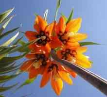 Cuibul de liliac imperial: plantarea și îngrijirea unei plante frumoase